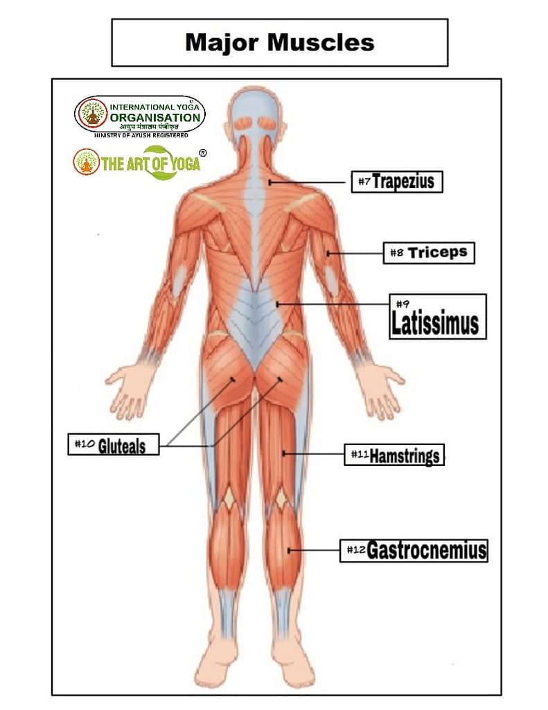 The Muscle and Bone Connection - bones and muscles